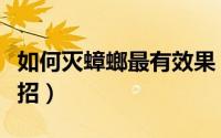 如何灭蟑螂最有效果（如何灭蟑螂最有效小妙招）