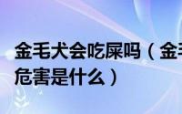 金毛犬会吃屎吗（金毛狗得了食粪症对其照成危害是什么）