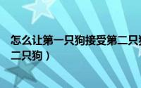怎么让第一只狗接受第二只狗知乎（怎么让第一只狗接受第二只狗）