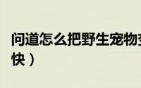 问道怎么把野生宠物变成宝宝（问道怎么升级快）