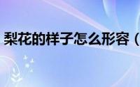 梨花的样子怎么形容（梨花的样子怎么描述）