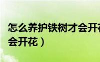 怎么养护铁树才会开花不断（怎么养护铁树才会开花）