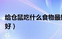 给仓鼠吃什么食物最好（给仓鼠吃什么食物最好）