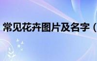 常见花卉图片及名字（常见花卉图片及名称）