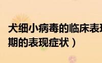 犬细小病毒的临床表现（幼犬患细小病毒的前期的表现症状）