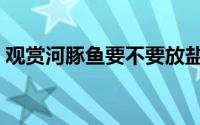 观赏河豚鱼要不要放盐（观赏河豚鱼怎么养）