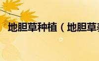 地胆草种植（地胆草养殖方法和注意事项）