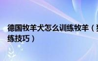 德国牧羊犬怎么训练牧羊（狗狗训练教程德国牧羊犬幼犬训练技巧）