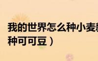 我的世界怎么种小麦新手教程（我的世界怎么种可可豆）