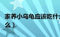 家养小乌龟应该吃什么（怎么养小乌龟都吃什么）