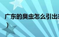 广东的臭虫怎么引出来（广东的臭虫怎么处理）