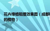 花卉绿植租摆效果图（成都锦江区花卉租摆之建议办公摆放的植物）