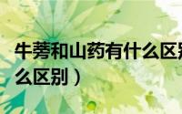 牛蒡和山药有什么区别图片（牛蒡和山药有什么区别）