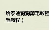 给泰迪狗狗剪毛教程 步骤（泰迪修剪美容剪毛教程）