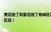 黄花地丁和紫花地丁有啥区别（紫花地丁与黄花地丁有什么区别）