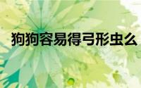 狗狗容易得弓形虫么（狗狗容易得什么病）