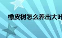 橡皮树怎么养出大叶子（橡皮树怎么养）