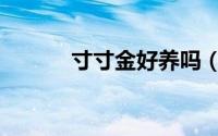 寸寸金好养吗（寸寸金怎么养）