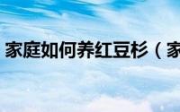 家庭如何养红豆杉（家庭养殖红豆杉的方法）