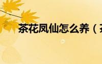 茶花凤仙怎么养（茶花凤仙怎么养殖）