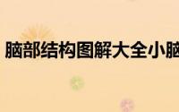 脑部结构图解大全小脑（脑部结构图怎么画）