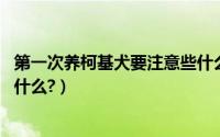 第一次养柯基犬要注意些什么（柯基幼犬怎么养,需要注意些什么?）