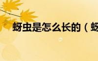 蚜虫是怎么长的（蚜虫是怎么长出来的）