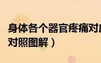 身体各个器官疼痛对应表（身体各个器官疼痛对照图解）