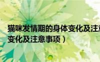 猫咪发情期的身体变化及注意事项图片（猫咪发情期的身体变化及注意事项）