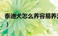 泰迪犬怎么养容易养活（泰迪犬怎么养才听话）