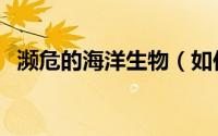 濒危的海洋生物（如何保护濒危海洋生物）