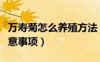 万寿菊怎么养殖方法（万寿菊的养殖方法和注意事项）