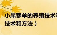 小尾寒羊的养殖技术和方法（小尾寒羊的养殖技术和方法）