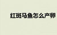红斑马鱼怎么产卵（红斑马鱼怎么养）