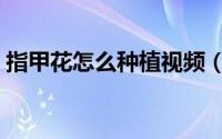 指甲花怎么种植视频（指甲花怎么种植方法）