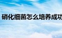 硝化细菌怎么培养成功（硝化细菌怎么培养）