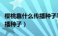 樱桃靠什么传播种子写一句话（樱桃靠什么传播种子）