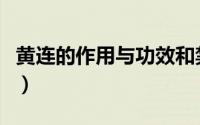 黄连的作用与功效和禁忌（黄连的作用与功效）