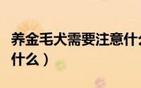 养金毛犬需要注意什么（购买金毛犬需要注意什么）