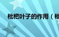 枇杷叶子的作用（枇杷叶子有哪些作用）