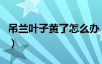 吊兰叶子黄了怎么办（吊兰叶子黄了怎么处理）