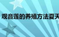 观音莲的养殖方法夏天（观音莲的养殖方法）