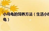 小乌龟的饲养方法（生活小经验——小乌龟的饲养 健康小乌龟）