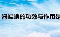 海螵蛸的功效与作用是什么（海螵蛸的功效）