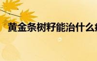 黄金条树籽能治什么病（黄金条树的作用）