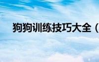 狗狗训练技巧大全（狗狗训练技巧大全）