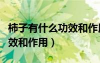 柿子有什么功效和作用和禁忌（柿子有什么功效和作用）