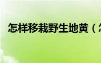 怎样移栽野生地黄（怎样移栽野生酸枣树）
