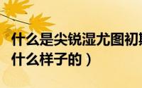 什么是尖锐湿尤图初期图片（尖锐湿尤图片是什么样子的）