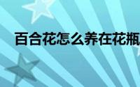 百合花怎么养在花瓶里（百合花怎么养?）
